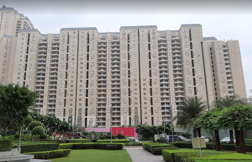 DLF Camellias
